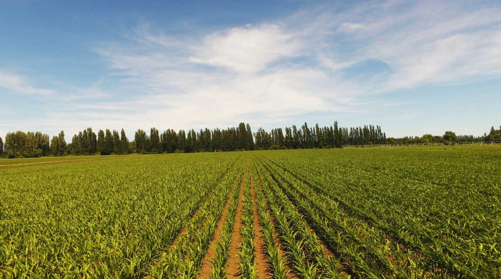 Curimapu adquiere dos drones de última tecnología